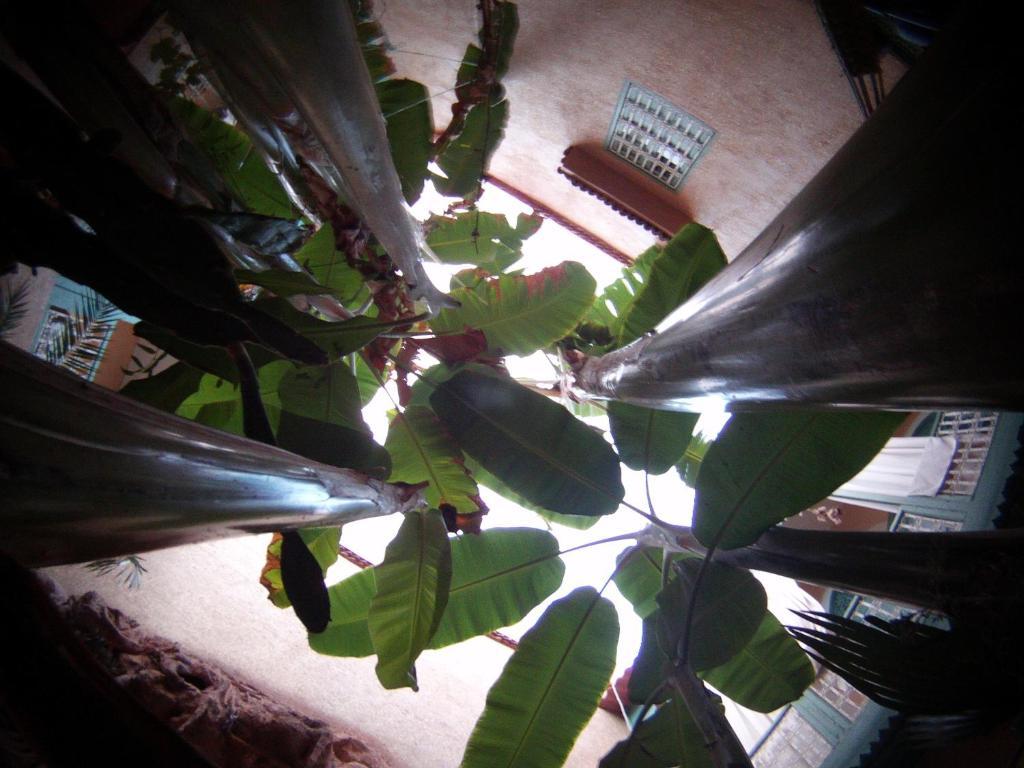 מרקש Riad Dar Mchicha מראה חיצוני תמונה